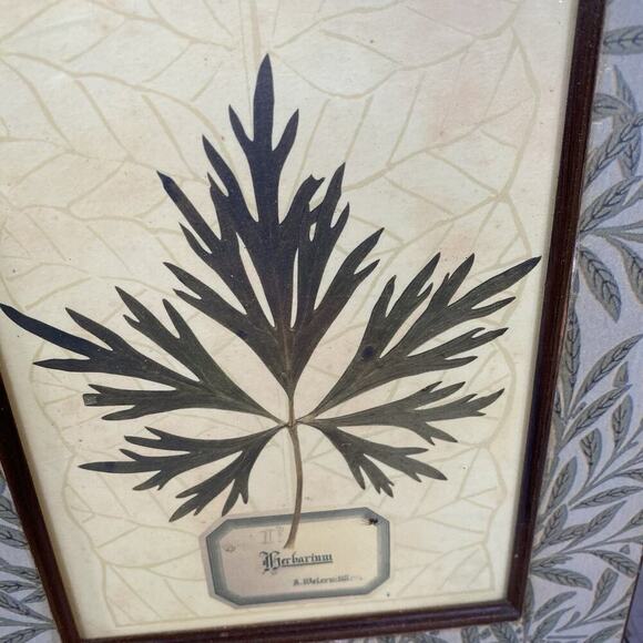 Vintage ArtPrint Of Herbarium 1880’s Botanical Leaves Maple & Daisy Set Of 2 - Picture 3 of 9